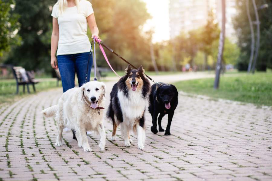 Three Good dogs are walked by woman on a leash