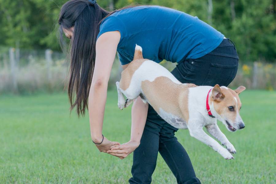 Jack Russell jumps through woman's arms